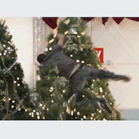gif_featured