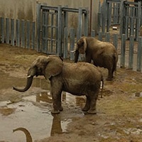 elephants_200